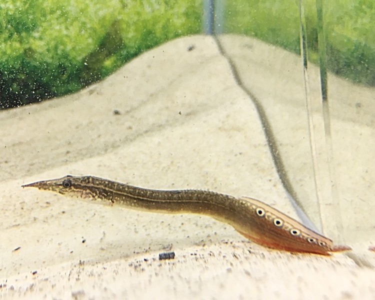 Lesser Spiny Eel ~ 10-12cm